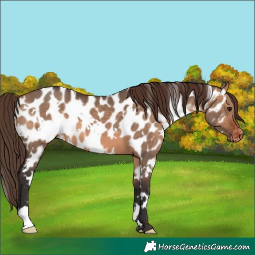 Horse Color:White Spotted Bay Dun Appaloosa 
