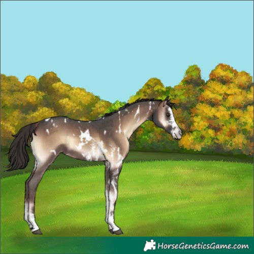 Horse Color:White Spotted Liver Red Onyx Sabino 