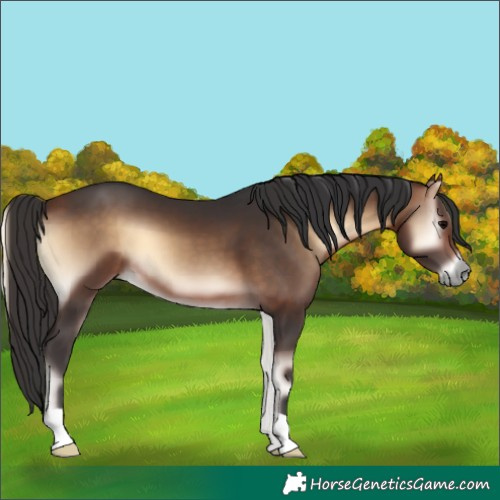 Horse Color:Unknown 