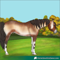 Horse Color:Bay Onyx Rabicano 