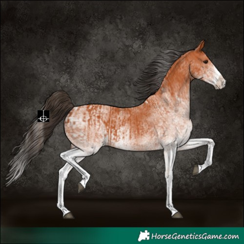 Horse Color:White Spotted Bay Splash  and White Spotted Bay Splash 