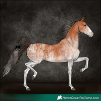 Horse Color:White Spotted Bay Splash  and White Spotted Bay Splash 