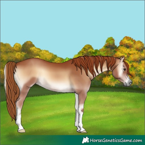 Horse Color:Red Onyx