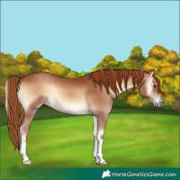 Horse Color:Red Onyx 