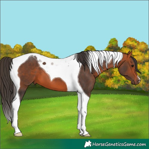 Horse Color:Bay Tobiano 