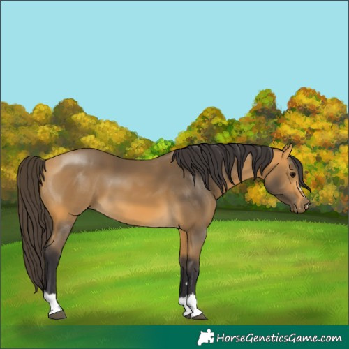 Horse Color:Buckskin 