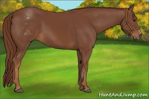 Horse Color:White Spotted Chestnut Sabino Frame 