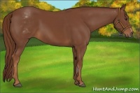 Horse Color:White Spotted Chestnut Sabino Frame