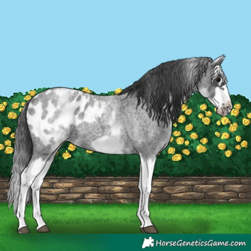 Horse Color:White Spotted Blue Roan Splash Frame Appaloosa
