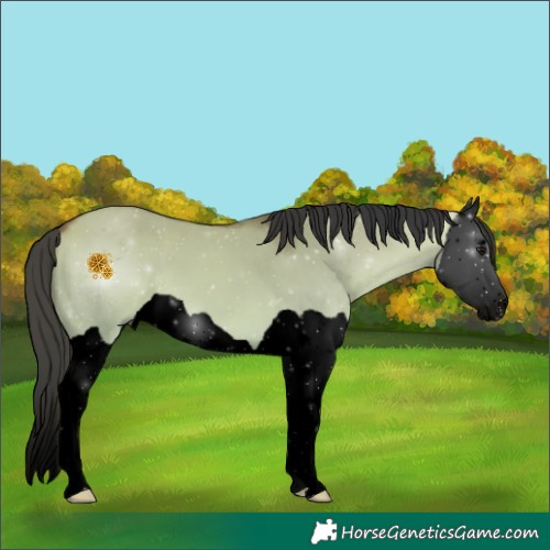 Horse Color:Void Bay Dun Splash 