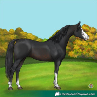 Horse Color:Brown Sabino Tobiano