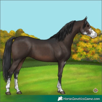 Horse Color:Brown Sabino 