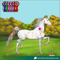 Horse Color:White Spotted Amber Cream Champagne Splash Tobiano Near Leopard Rabicano 