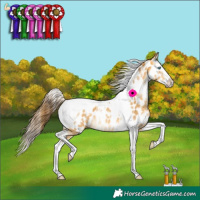 Horse Color:White Spotted Amber Cream Champagne Splash Tobiano Appaloosa Rabicano 