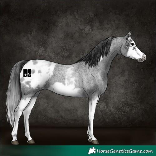 Horse Color:White Spotted Blue Roan Splash Frame Appaloosa 