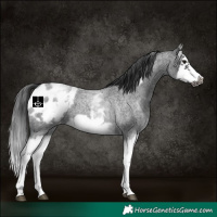 Horse Color:White Spotted Blue Roan Splash Frame Appaloosa