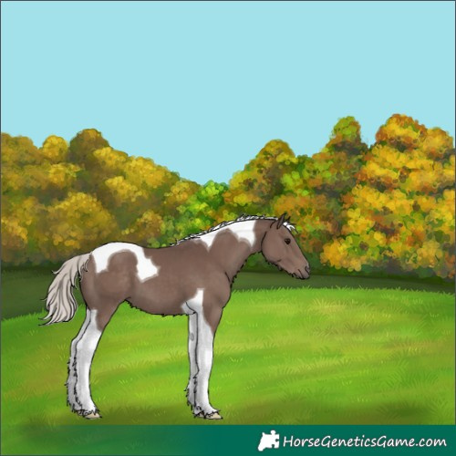 Horse Color:Silver Black Tobiano 