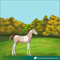 Horse Color:Gold Champagne Dun Splash Tobiano 