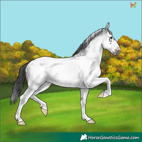 Horse Color:White Spotted Blue Roan Splash Frame Appaloosa