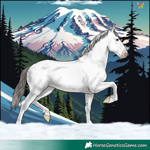 Horse Color:White Spotted Blue Roan Splash Frame Appaloosa
