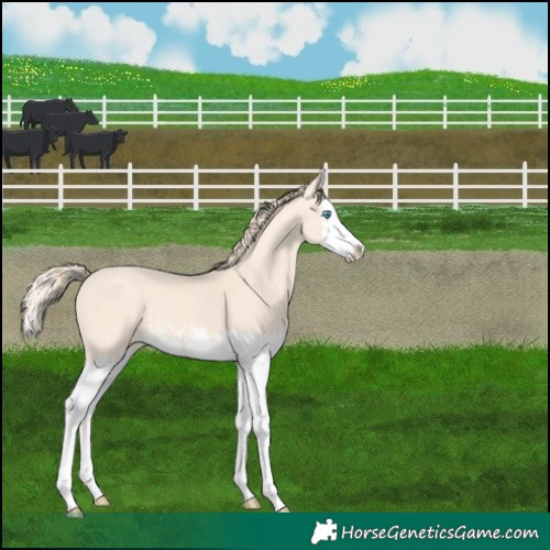 Horse Color:Perlino Splash  and Perlino Splash 