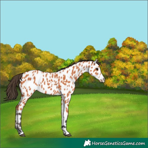 Horse Color:Bay Appaloosa 
