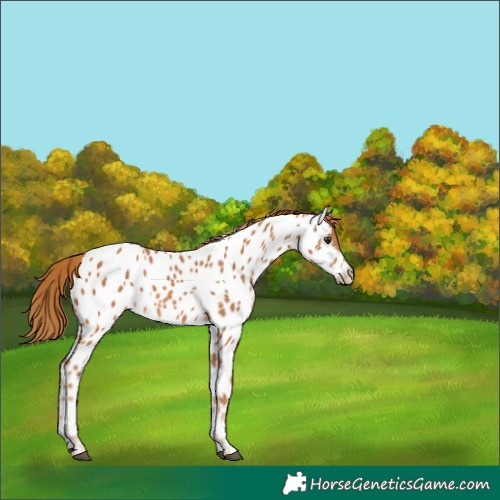 Horse Color:Chestnut Appaloosa 