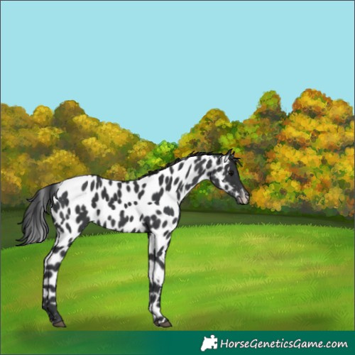 Horse Color:Black Appaloosa 