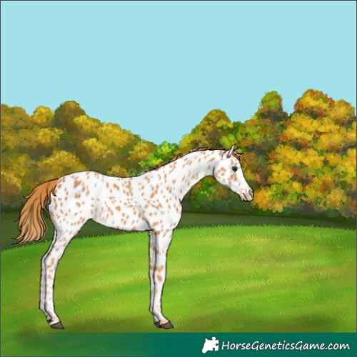 Horse Color:Chestnut Appaloosa 