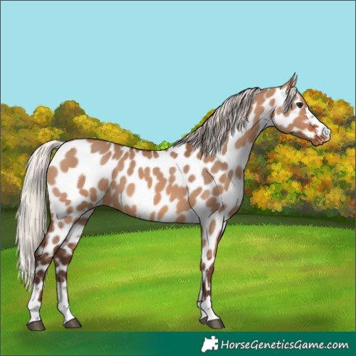 Horse Color:Silver Brown Dun Appaloosa 