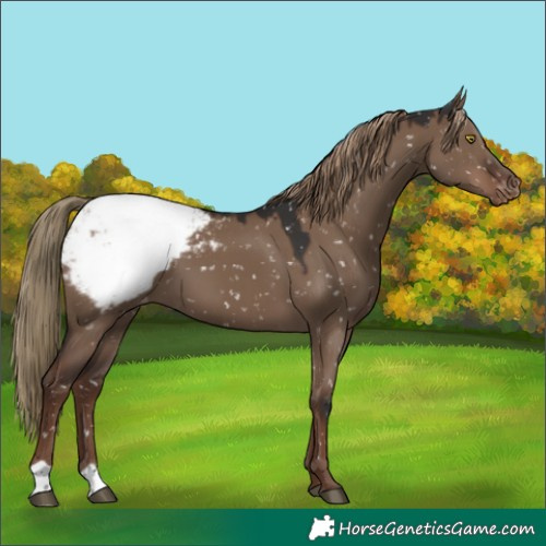 Horse Color:Liver Red Dun Appaloosa 