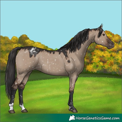 Horse Color:Liver Red Dun Appaloosa 