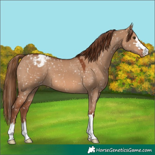 Horse Color:Red Dun Appaloosa 