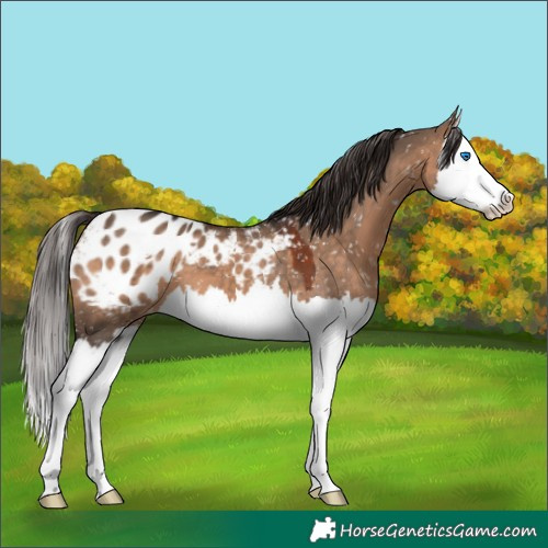 Horse Color:Brown Dun Splash Appaloosa 