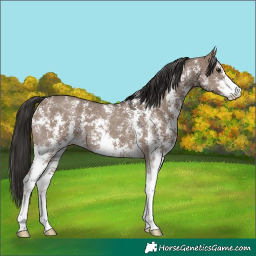 Horse Color:Liver Red Dun Sabino 