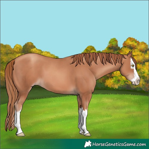 Horse Color:Gold Champagne Splash 