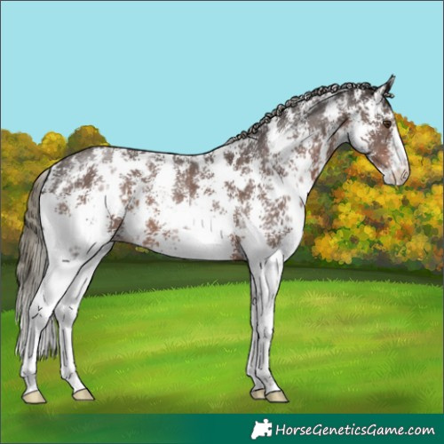 Horse Color:Liver Chestnut Mushroom Sabino Appaloosa 