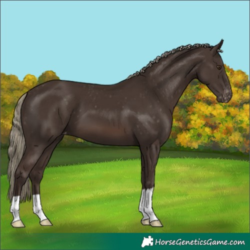 Horse Color:Liver Chestnut Mushroom Appaloosa 