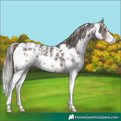 Horse Color:Liver Chestnut Mushroom Sabino Appaloosa 
