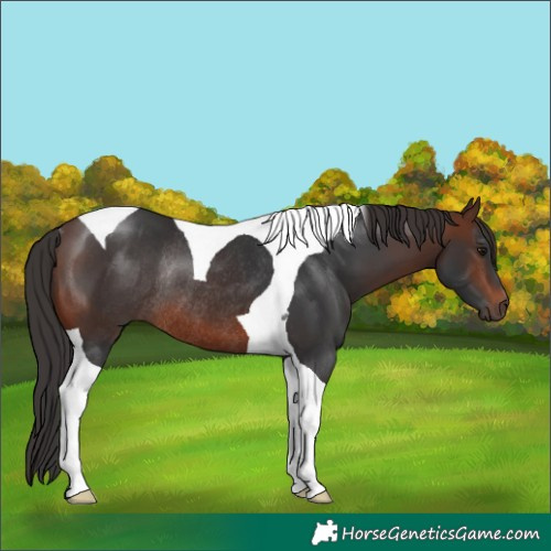 Horse Color:Brown Tobiano Rabicano
