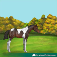 Horse Color:Brown Tobiano Rabicano