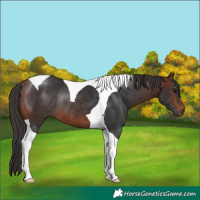 Horse Color:Brown Tobiano Rabicano