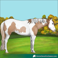 Horse Color:Black Pearl Splash Tobiano Rabicano 