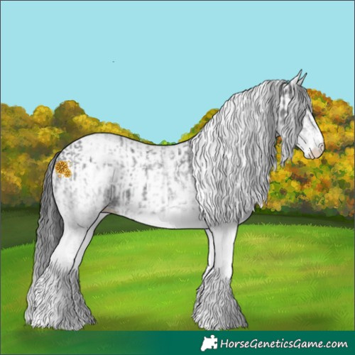 Horse Color:White Spotted Black  and White Spotted Black 