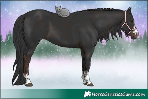 Horse Color:Liver Chestnut and Black