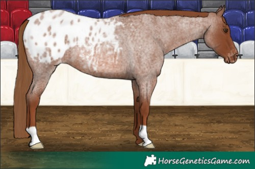 Horse Color:Red Roan Appaloosa 