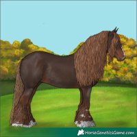 Horse Color:Liver Chestnut Rabicano