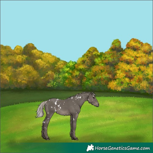 Horse Color:White Spotted Silver Black 