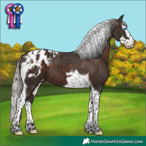 Horse Color:Silver Brown Splash Tobiano Appaloosa 
