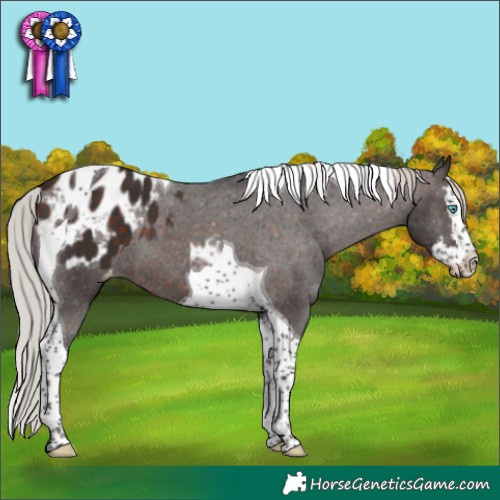 Horse Color:Silver Brown Splash Tobiano Appaloosa 